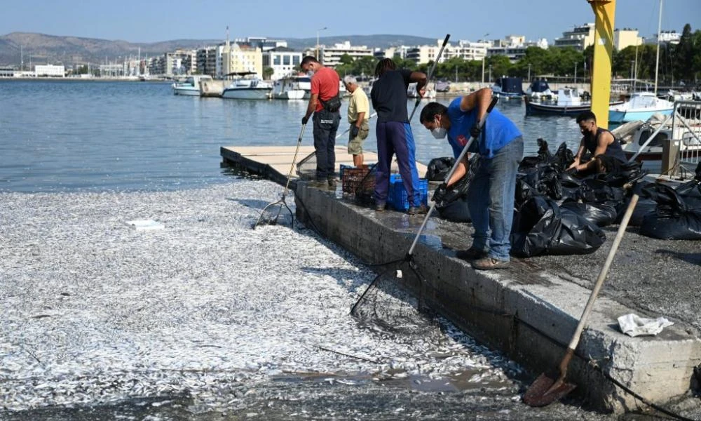 Συνεχίζεται η κόντρα Μπέου – Κουρέτα για τα νεκρά ψάρια: «Έδωσες εντολή να θάψουν τα νεκρά ψάρια» - «Δεν υπάρχει κανένας λάκκος, τα καίμε»